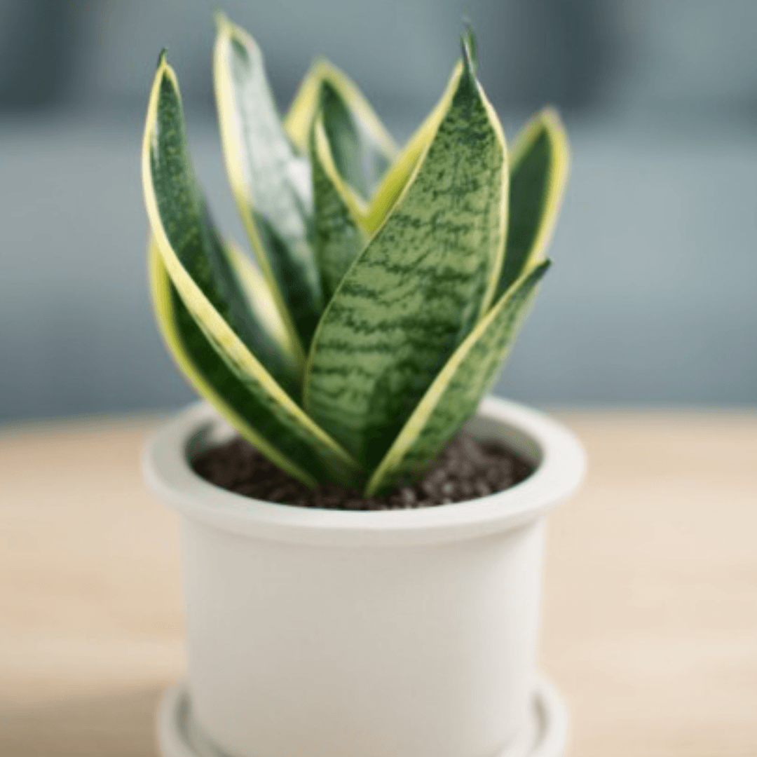 Schlangenpflanze / Bogenhanf – Sansevieria trifasciata