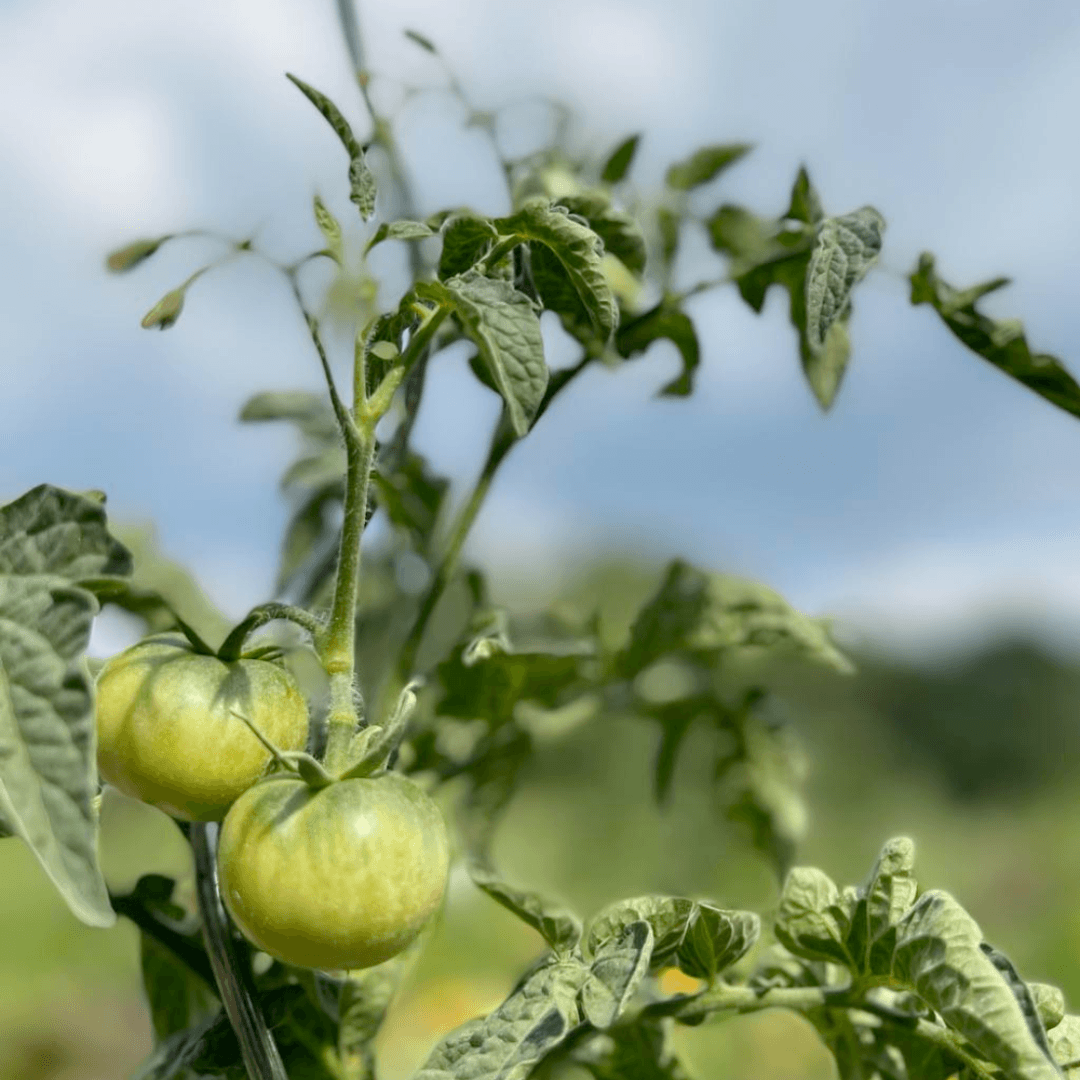 Vorteile des eigenen Kräuter- und Gemüseanbaus